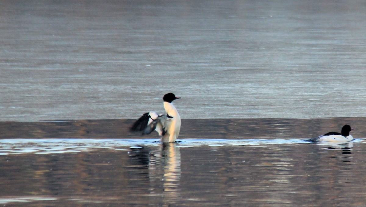 Common Merganser - ML194818851