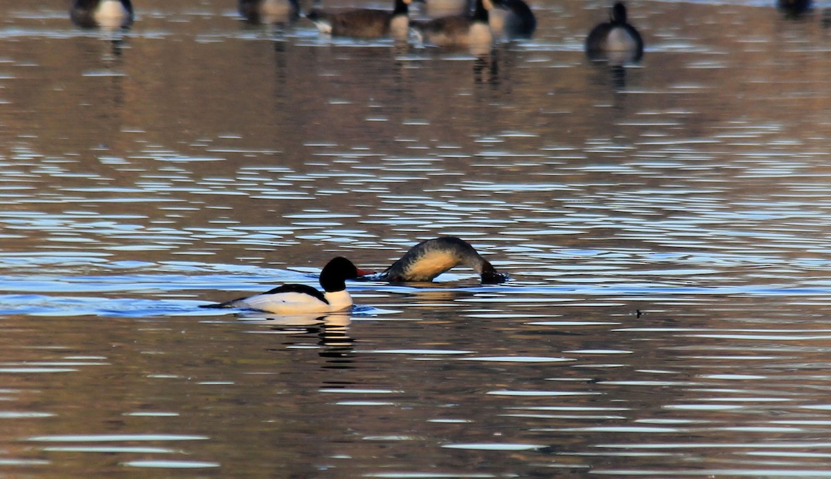 Common Merganser - ML194818931