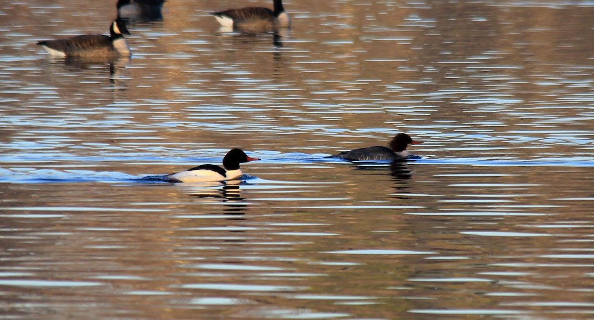 Common Merganser - Stefan Mutchnick