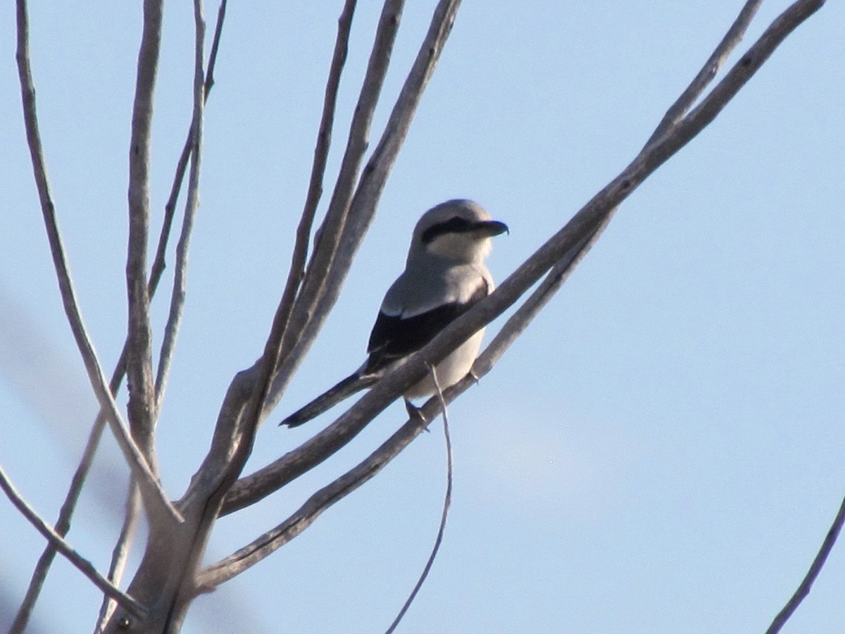 Northern Shrike - ML194819331