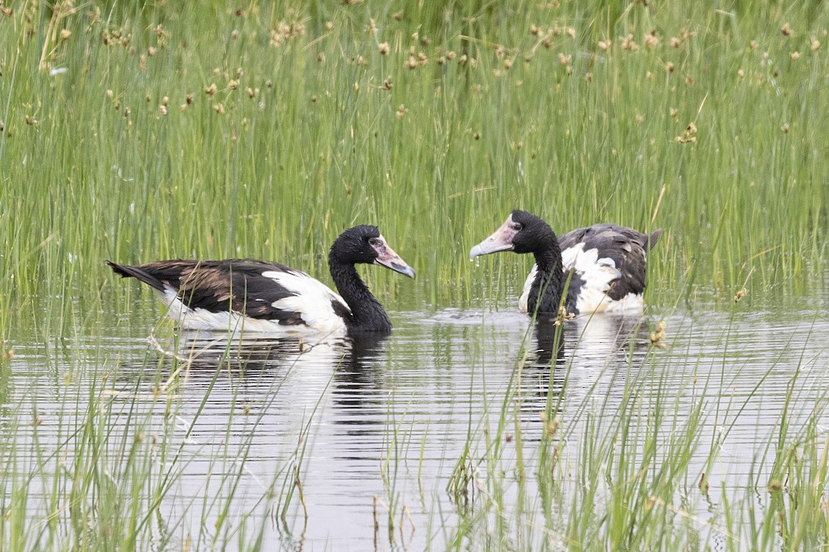 Magpie Goose - ML194819441