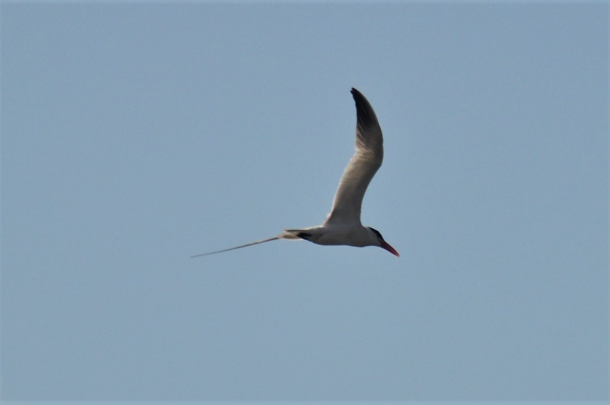 Caspian Tern - ML194820311