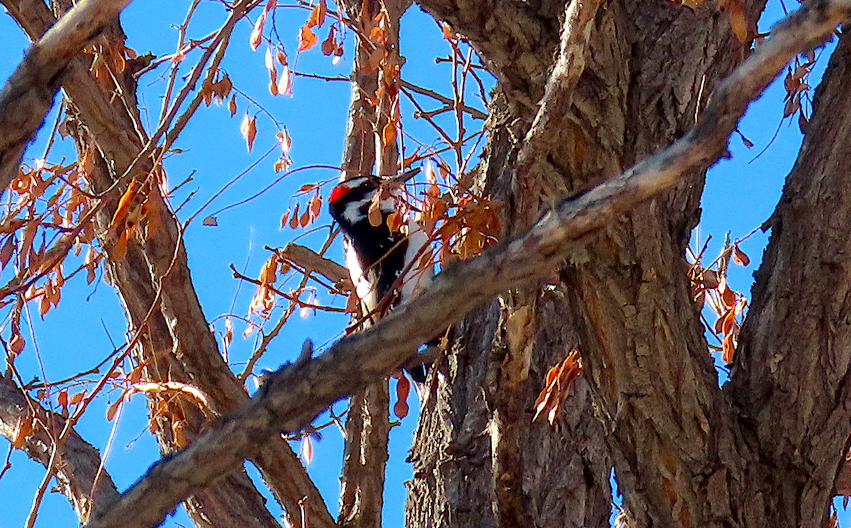 Hairy Woodpecker (Rocky Mts.) - Ted Floyd