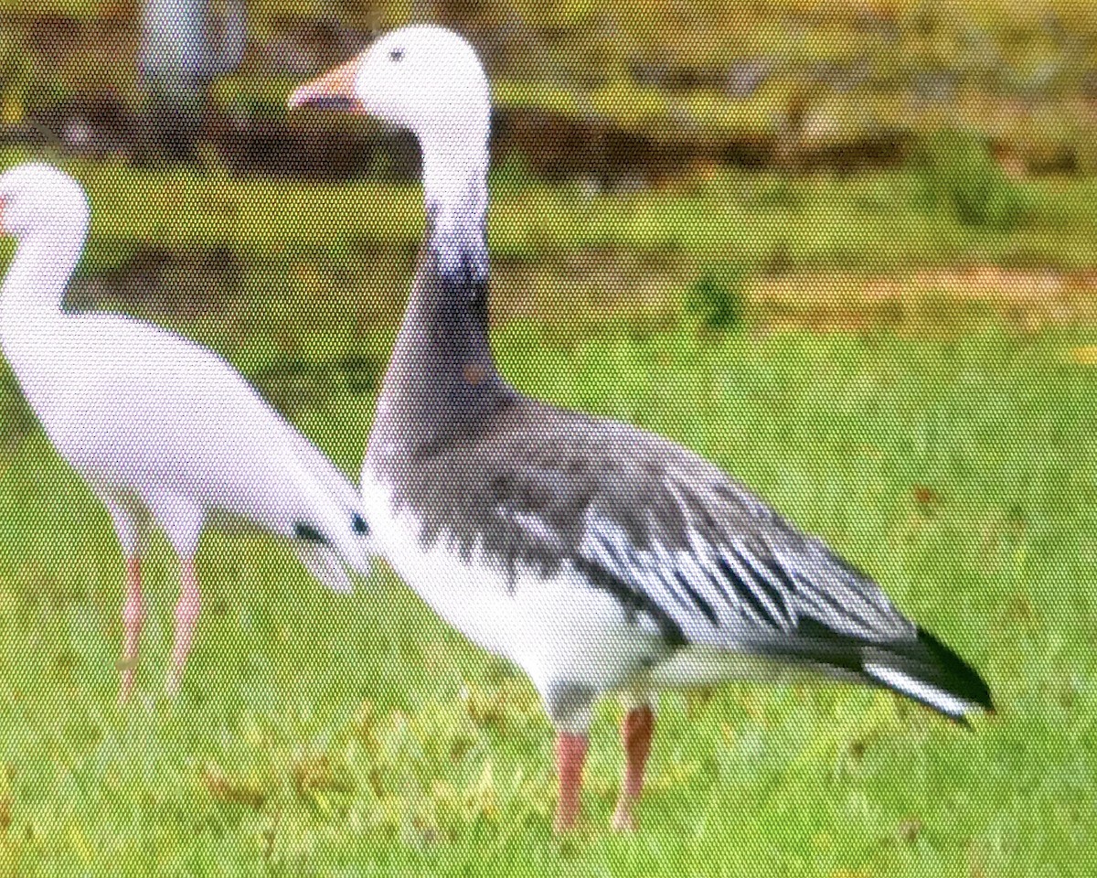 Snow Goose - ML194821841