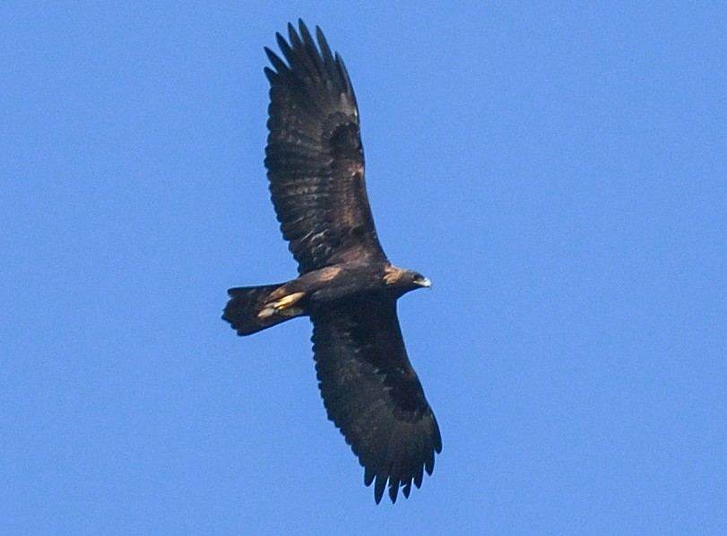 Golden Eagle - Jerry Ting