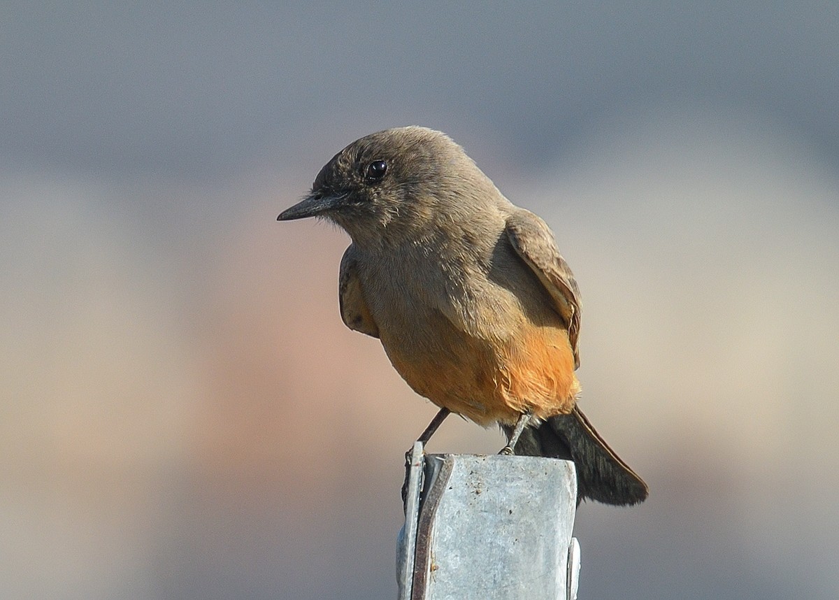 Say's Phoebe - Jerry Ting