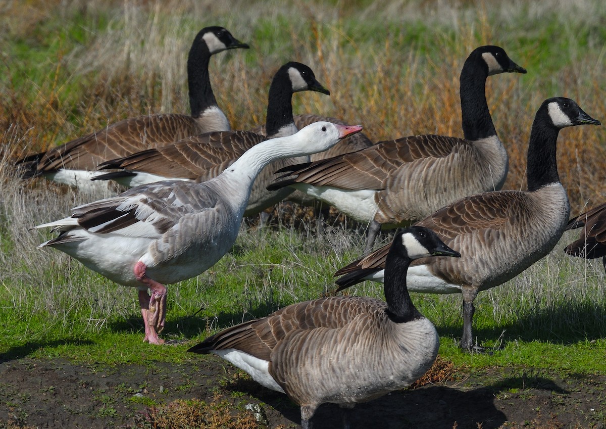 Domestic goose sp. x Canada Goose (hybrid) - Jerry Ting