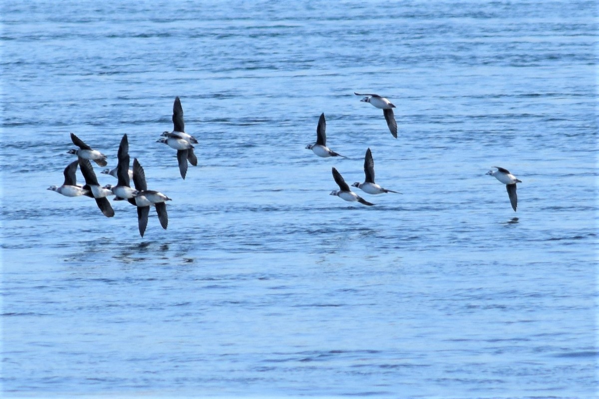 Long-tailed Duck - ML194823671