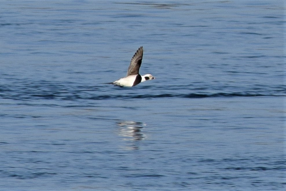 Long-tailed Duck - ML194823701