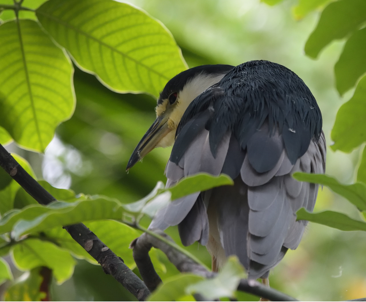 Black-crowned Night Heron - Cesar Castillo