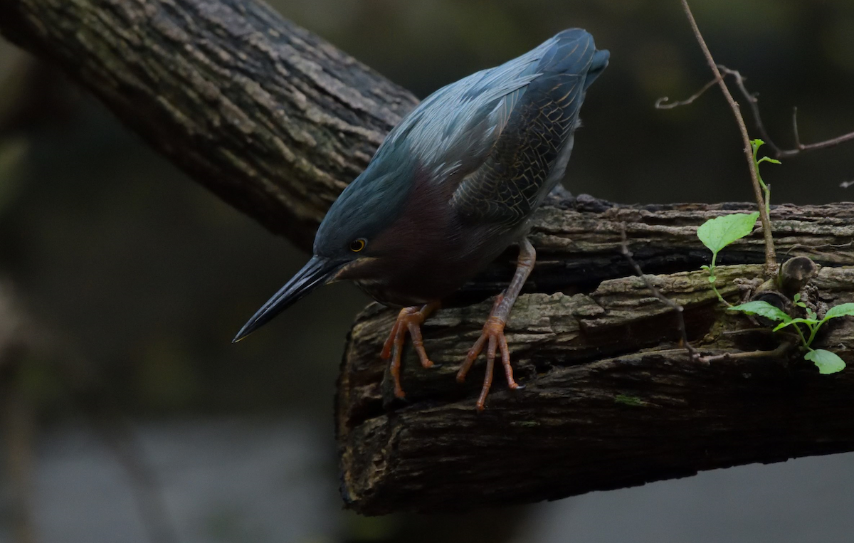 Green Heron - ML194824161