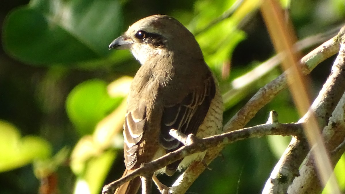 Brown Shrike - ML194824351