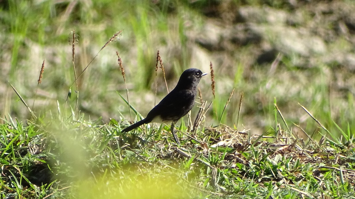 Pied Bushchat - ML194824401