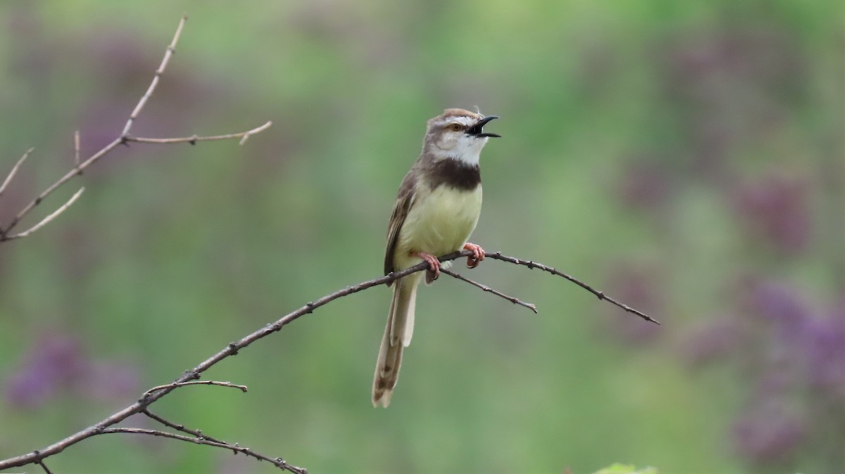 Black-chested Prinia - ML194824611