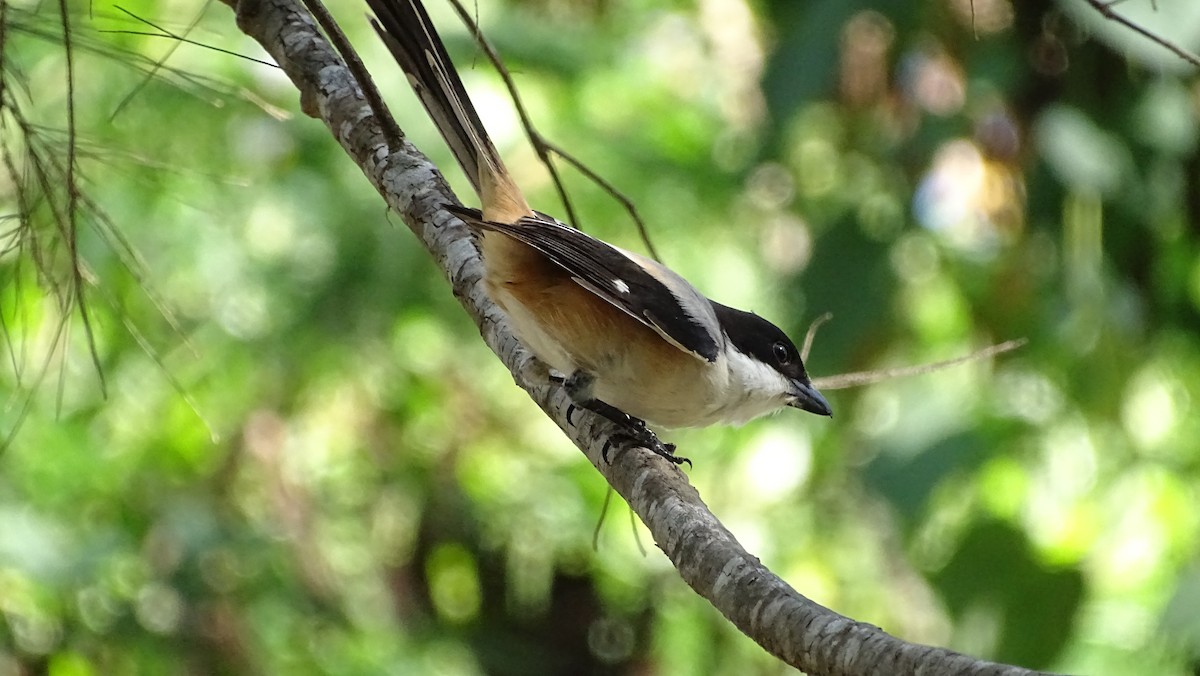 Long-tailed Shrike - ML194825111