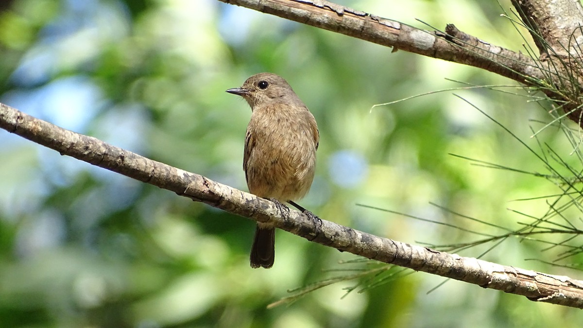Pied Bushchat - ML194825291