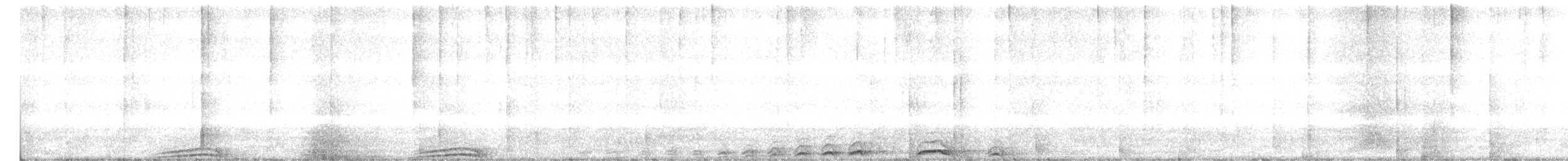 Zebrakauz (unbeschriebene Nebelwald-Form) - ML194825331