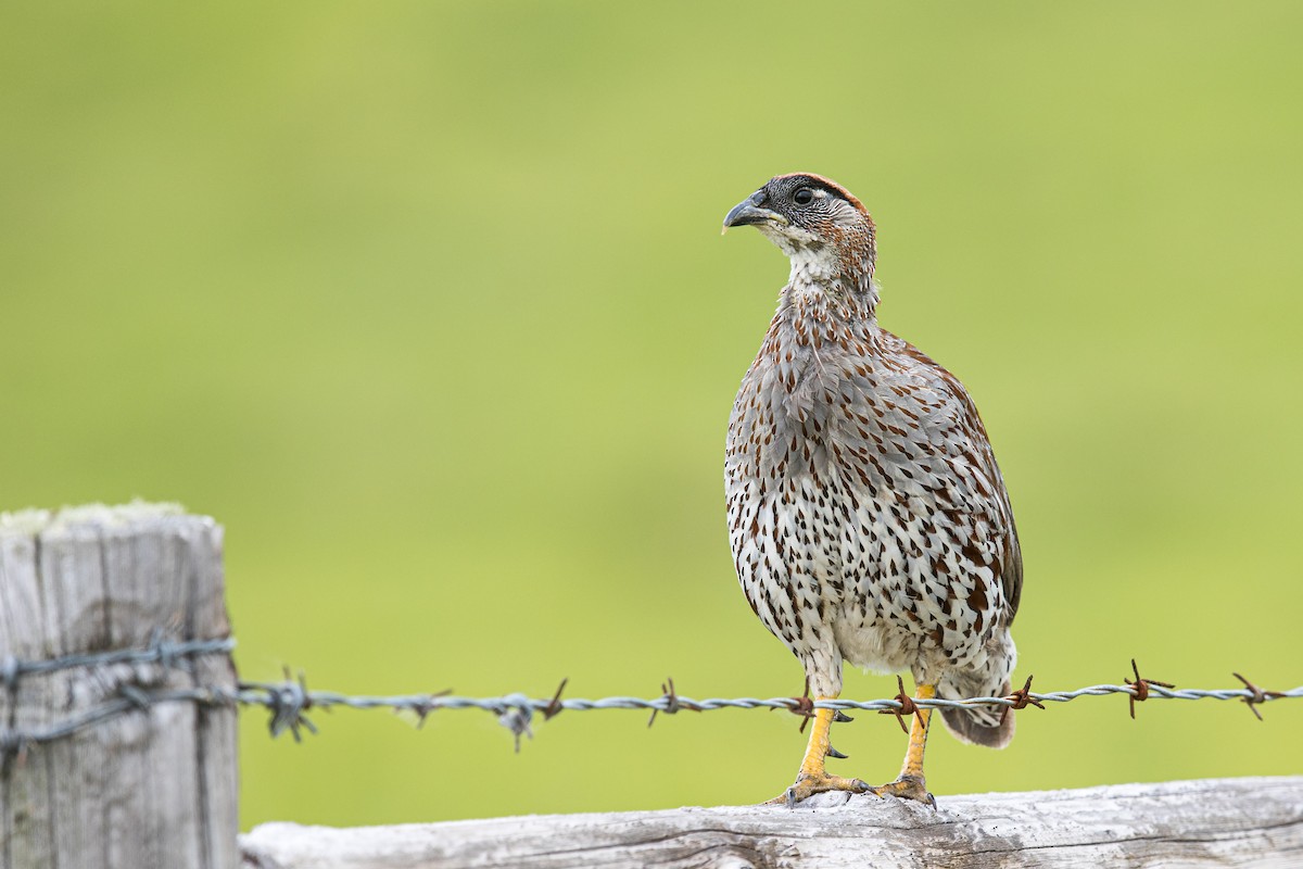 Erckel's Spurfowl - ML194825361