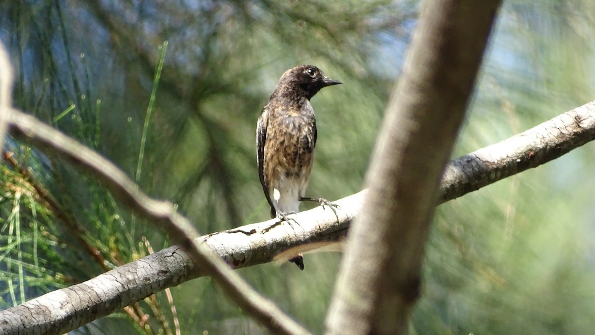 Pied Bushchat - ML194825371