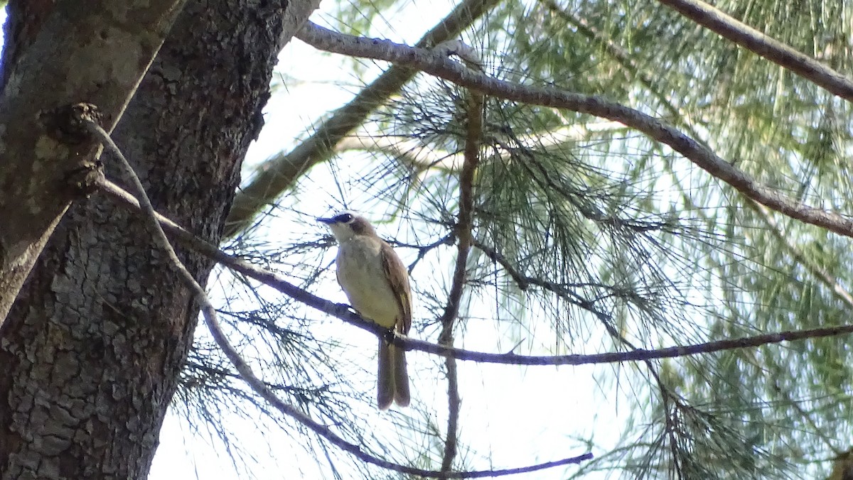 Yellow-vented Bulbul - ML194825461