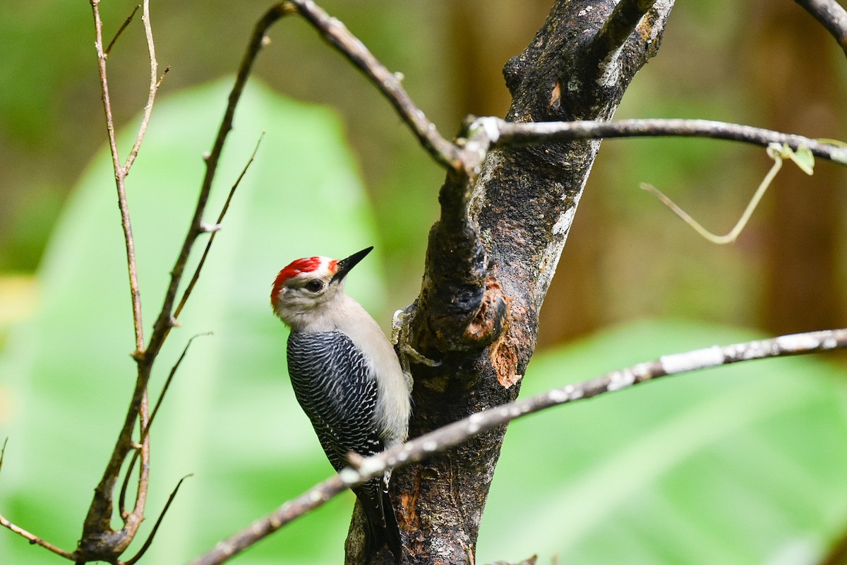 Golden-fronted Woodpecker - Jane Crawford