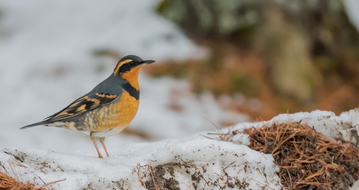 Varied Thrush - ML194829641