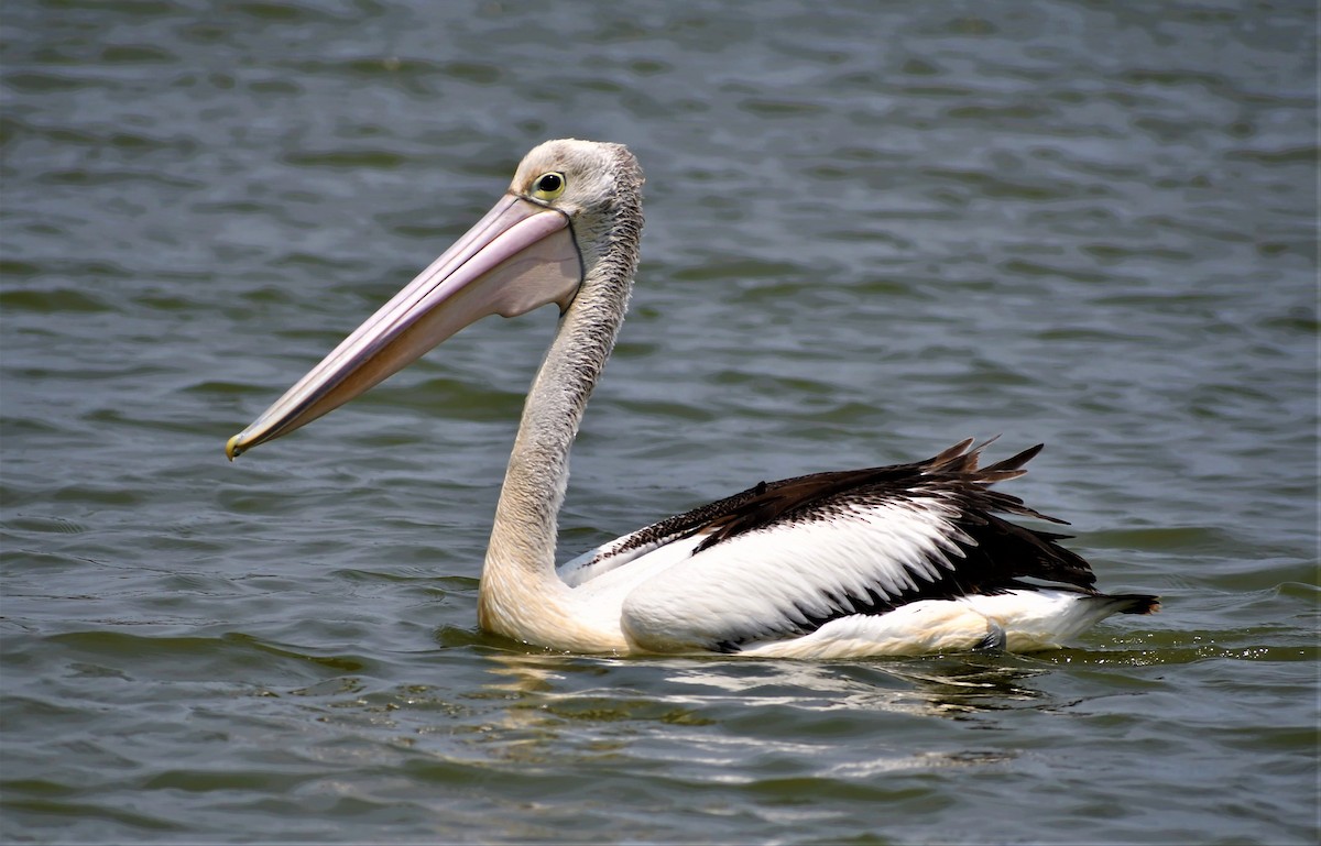 pelikán australský - ML194830961