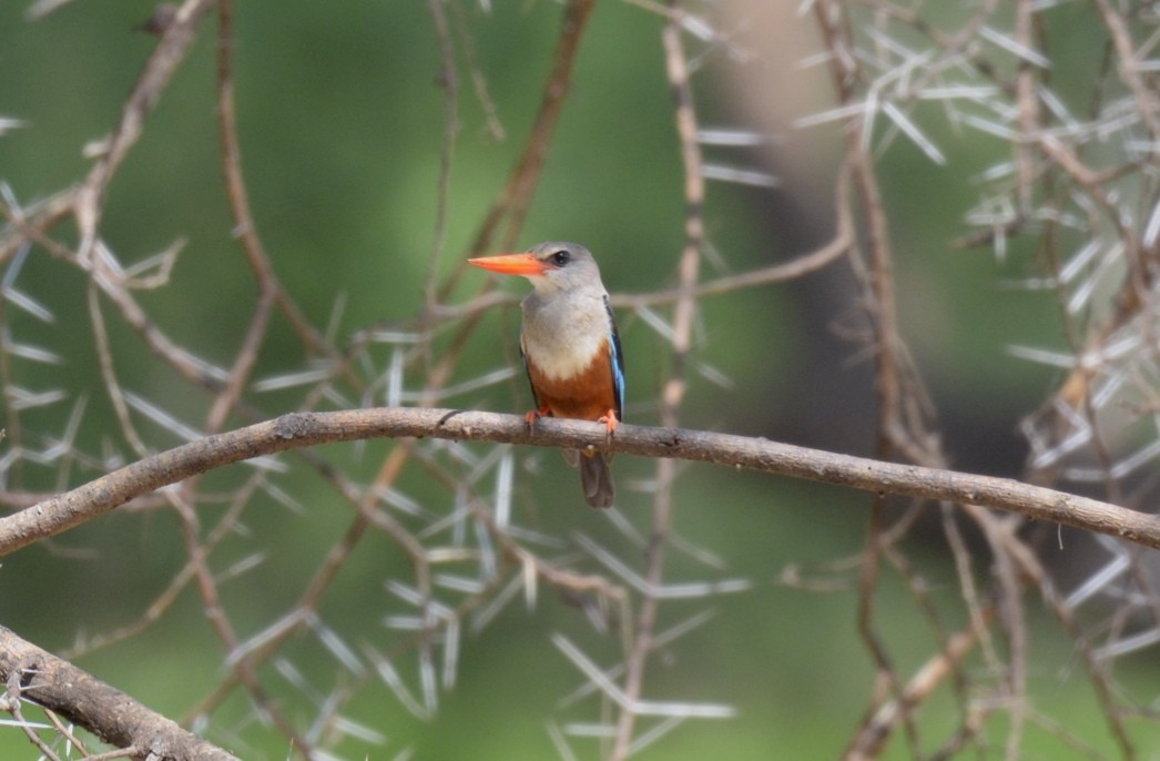 Gray-headed Kingfisher - ML194830991