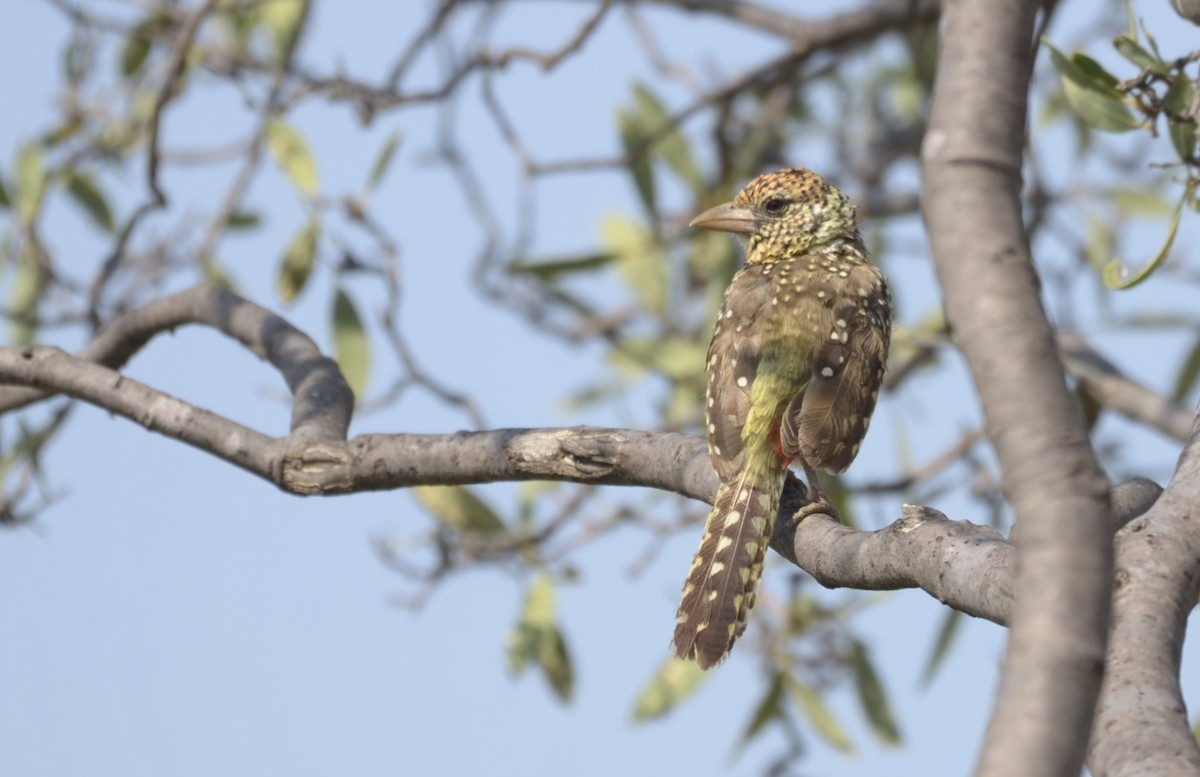 D'Arnaud's Barbet - ML194831011