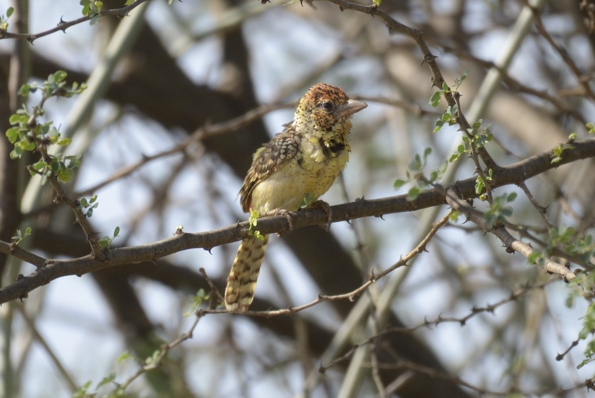 D'Arnaud's Barbet - ML194831021