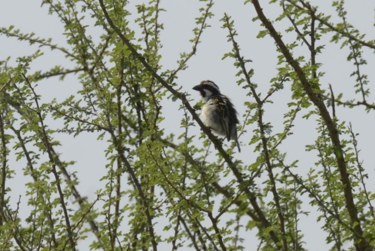 Black-throated Barbet - ML194831061
