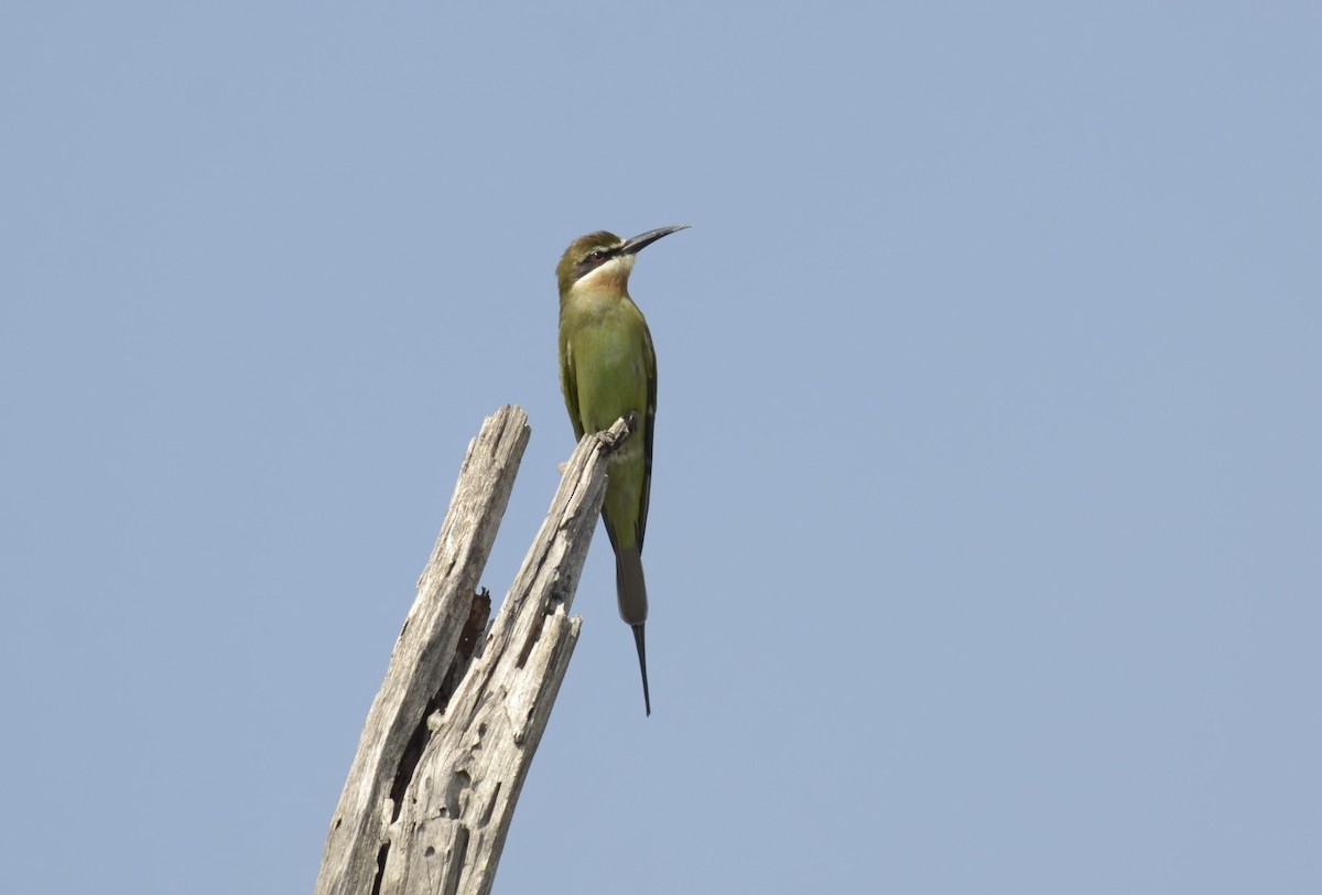 Olive Bee-eater - ML194831081