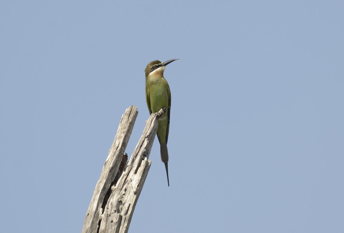 Madagascar Bee-eater - Warren McCleland