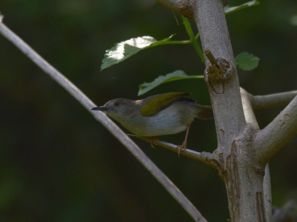 Green-backed Camaroptera - ML194831091