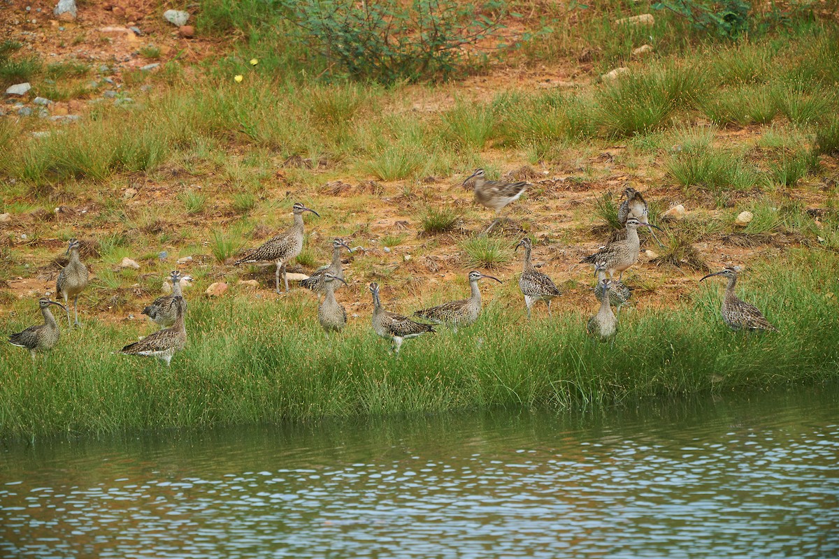 Whimbrel - ML194831351