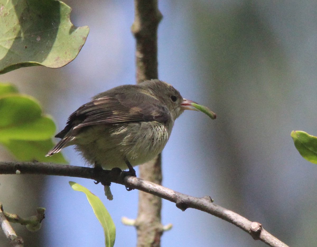 Pale-billed Flowerpecker - ML194831831