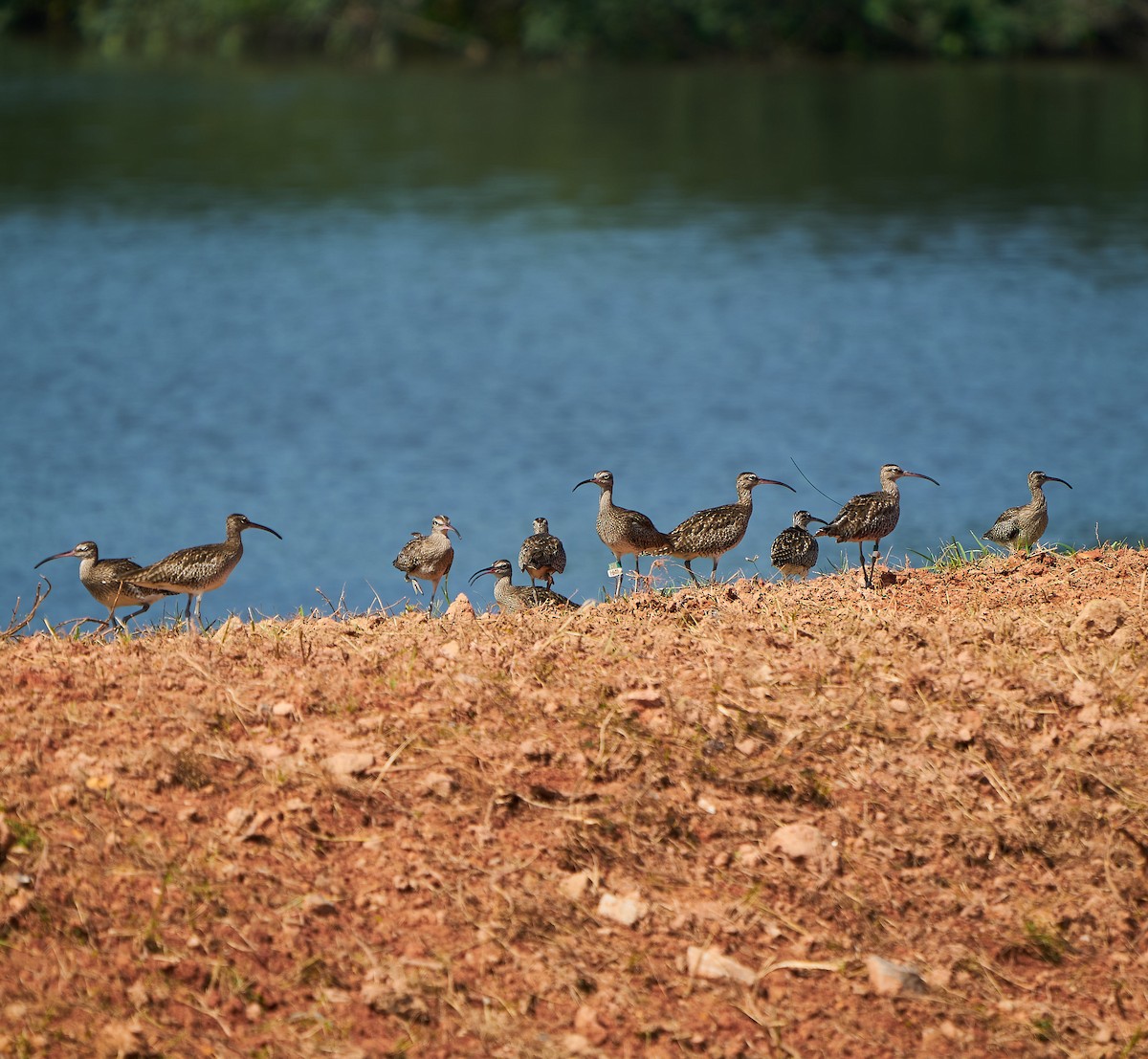 Whimbrel - ML194831991