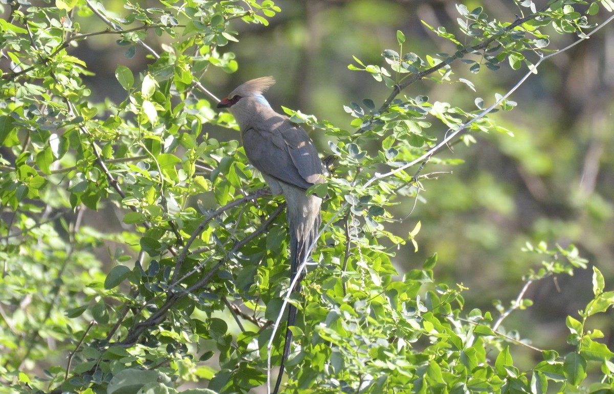 Blue-naped Mousebird - ML194832421