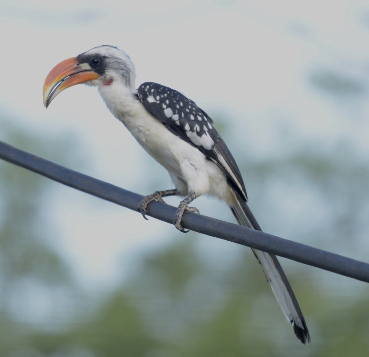 Jackson's Hornbill - ML194832431
