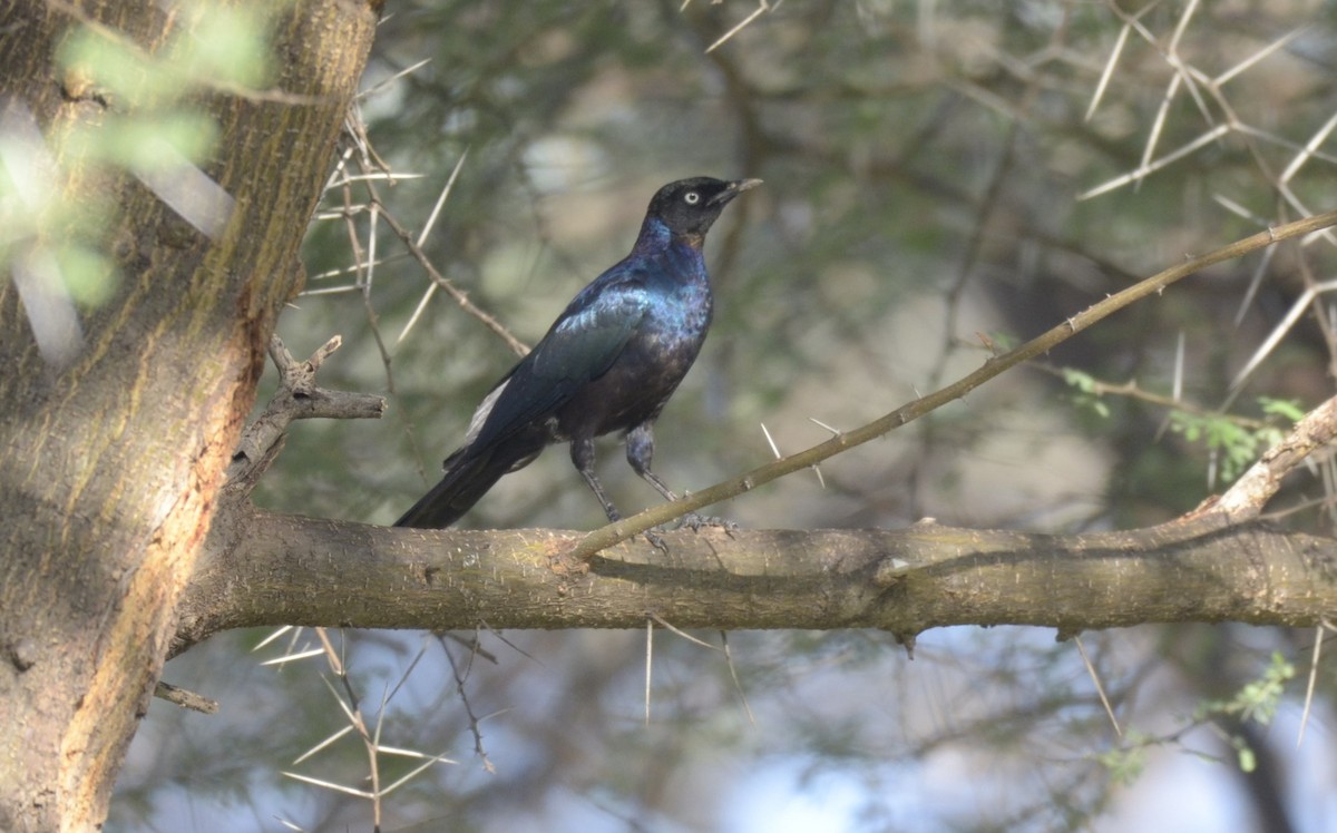 Rüppell's Starling - ML194832601