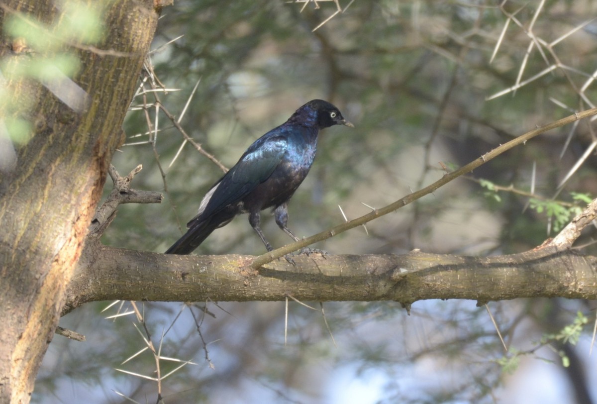 Rüppell's Starling - ML194832611
