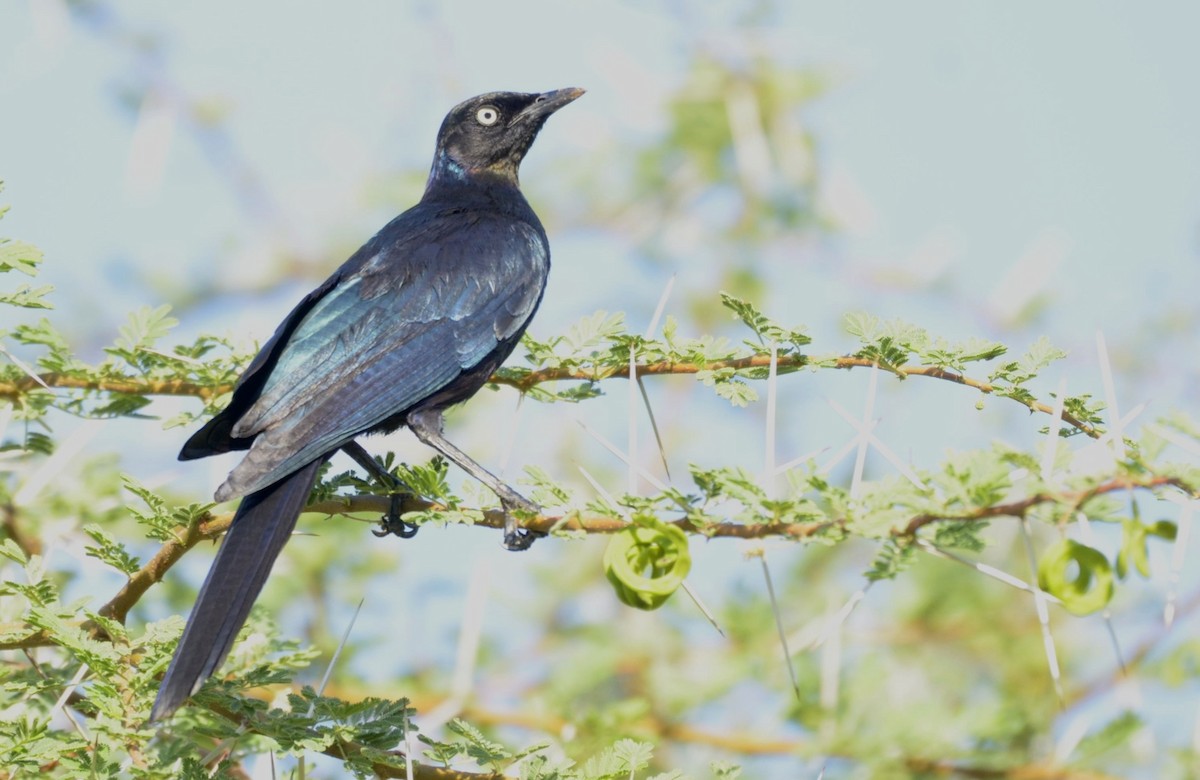 Rüppell's Starling - ML194832621