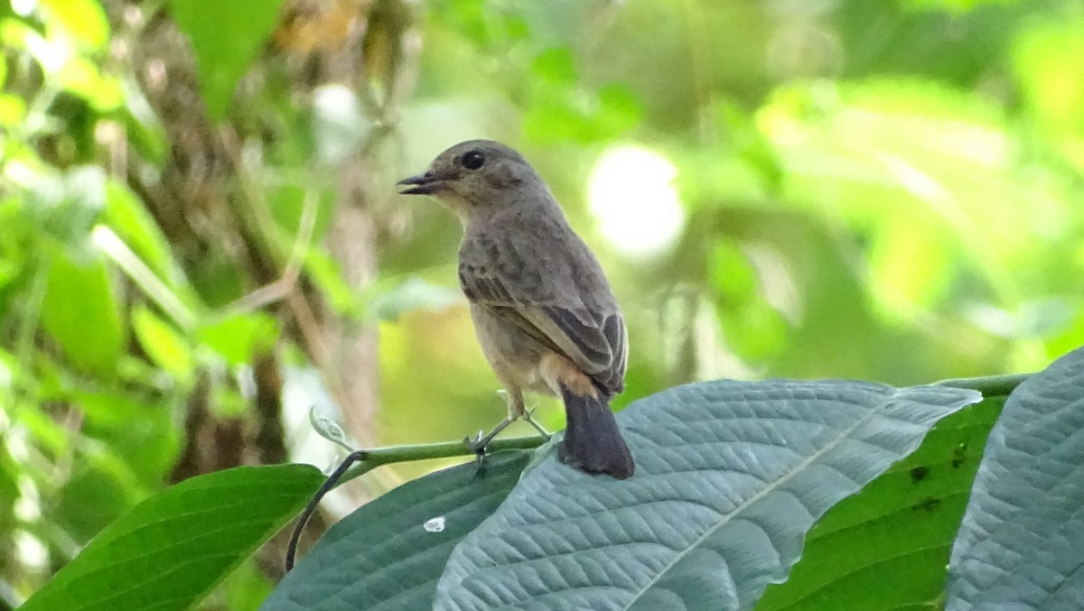 Pied Bushchat - ML194832741