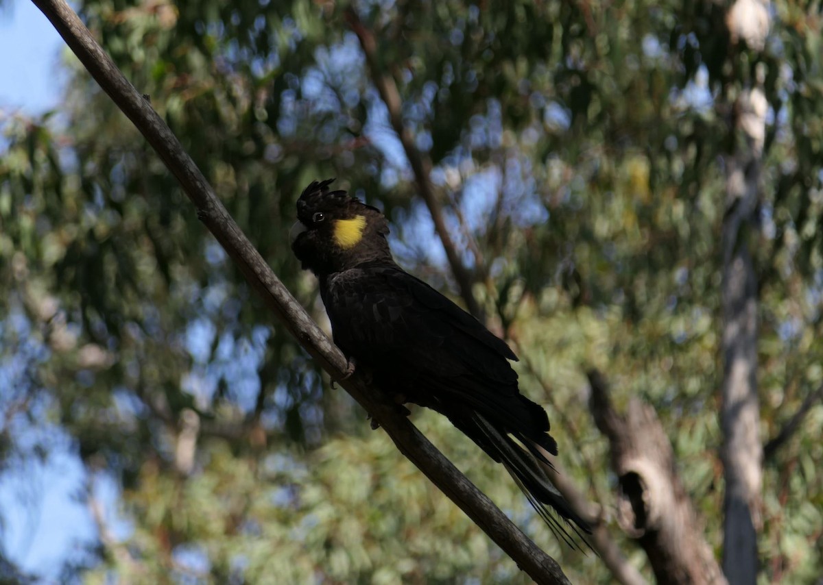 Yellow-tailed Black-Cockatoo - ML194833751