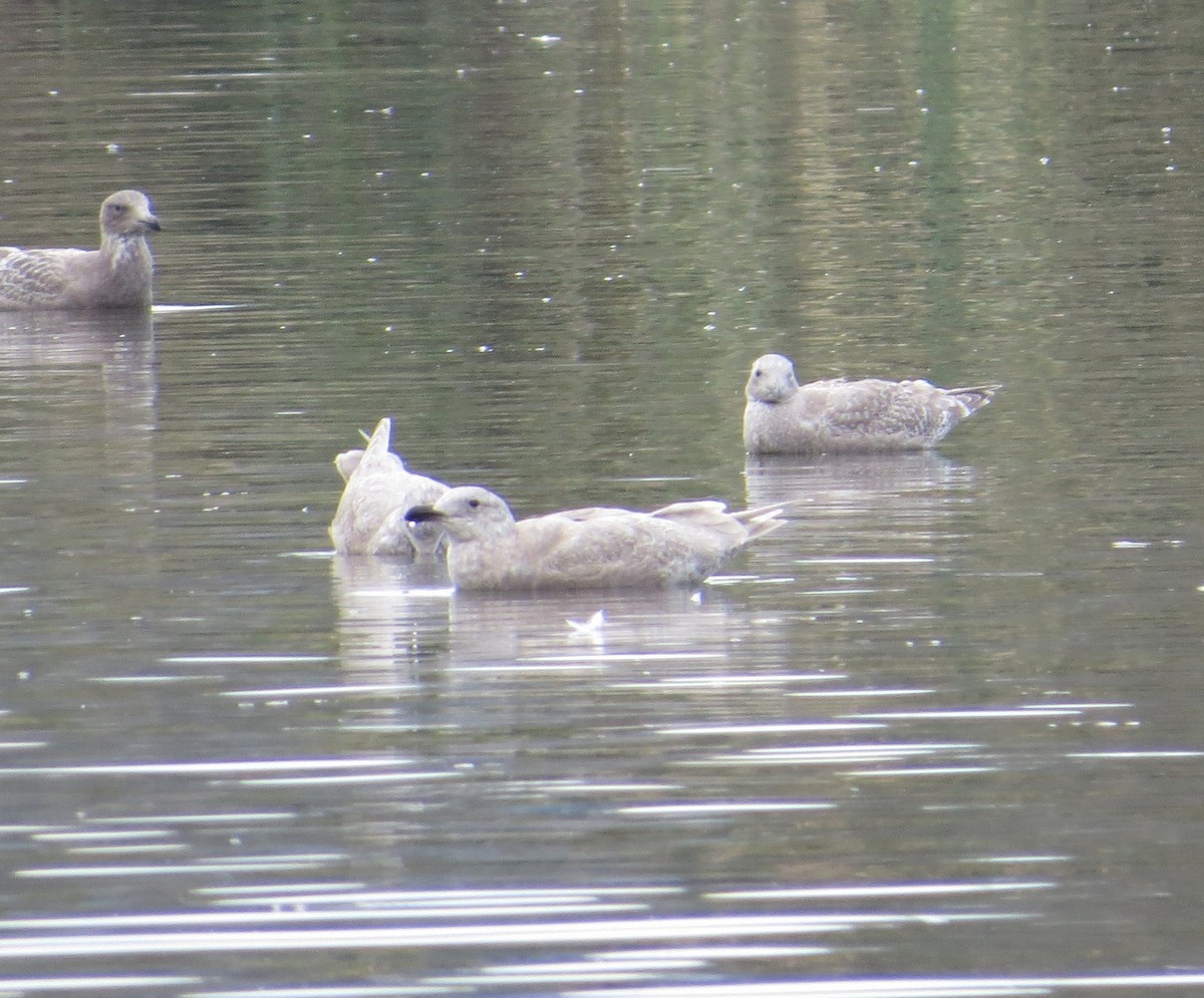 Glaucous-winged Gull - ML194835031