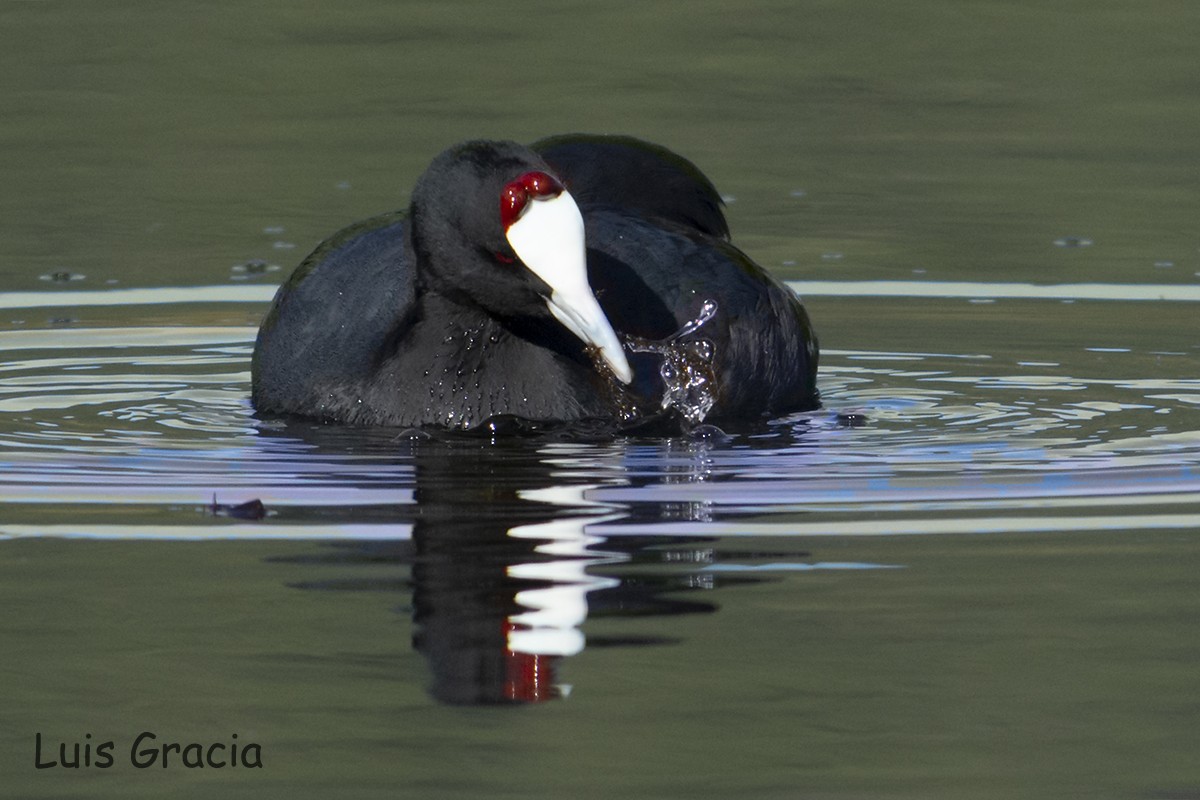 Red-knobbed Coot - Luis Gracia Garcés