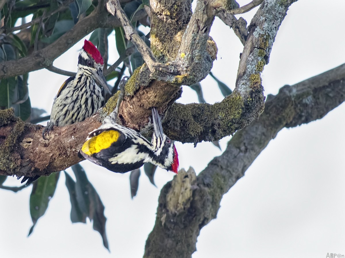 White-naped Woodpecker - ML194836781
