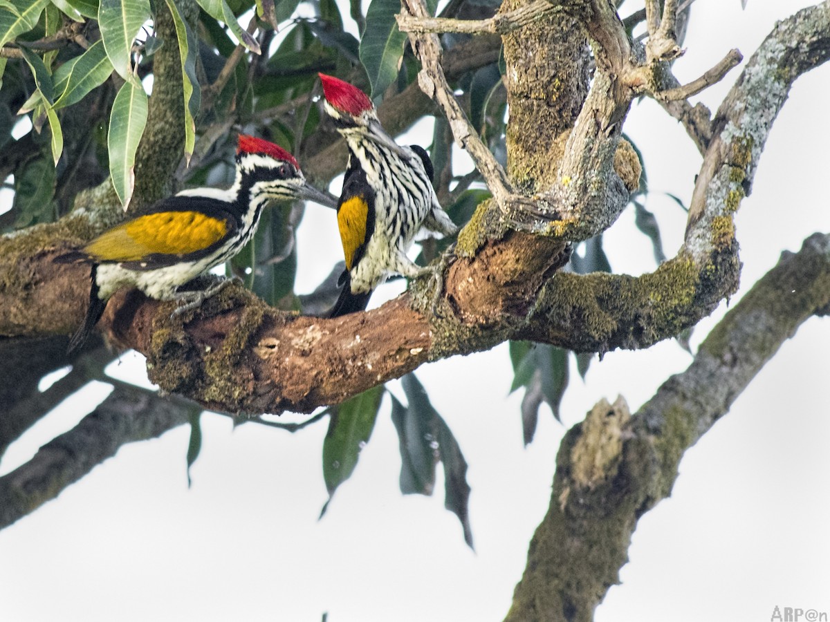 White-naped Woodpecker - Arpan Saha