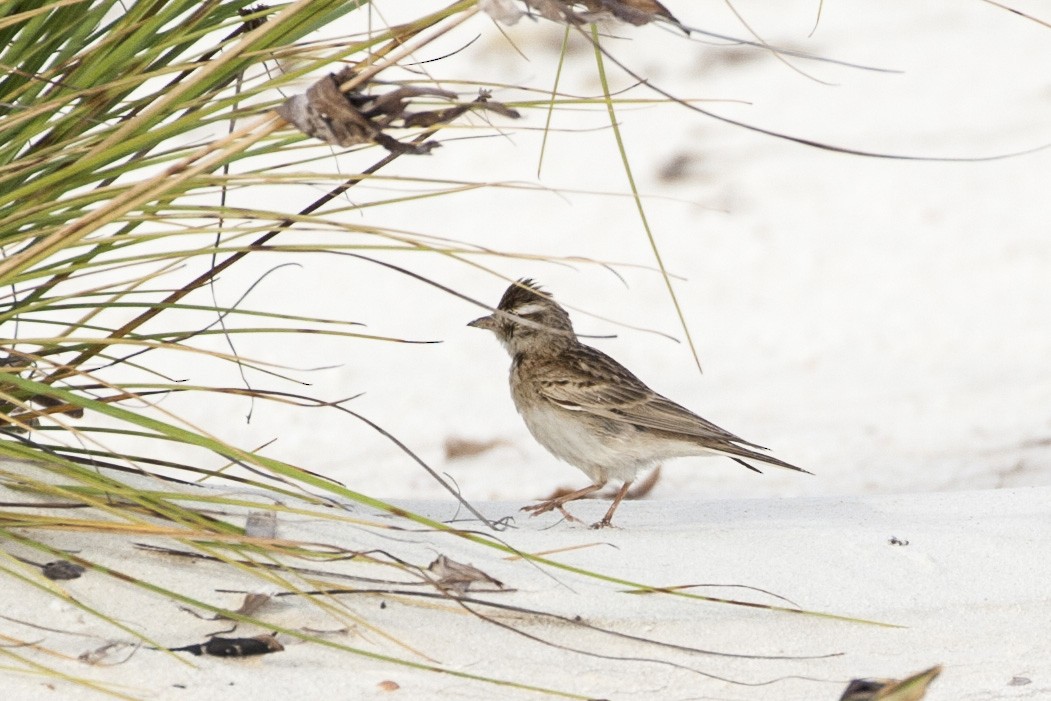 Greater Short-toed Lark - ML194837201