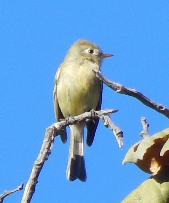 Empidonax sp. - ML194837541